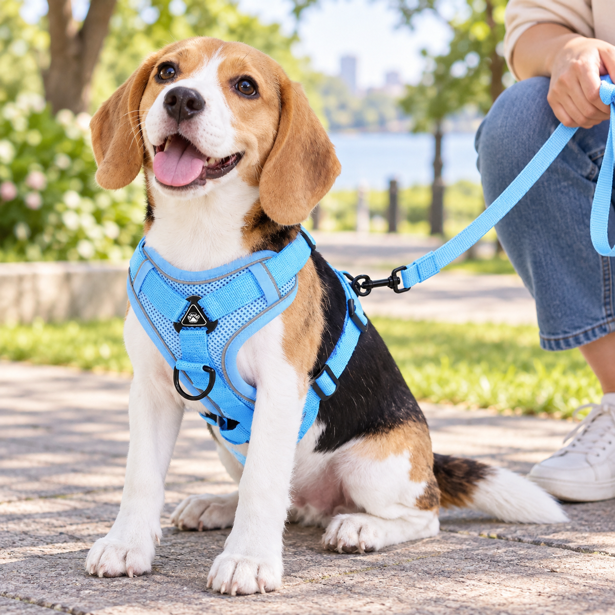 Sky Blue Active Mesh Puppy Walking Set